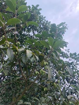 桂花树