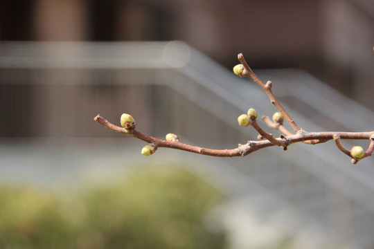 嫩芽