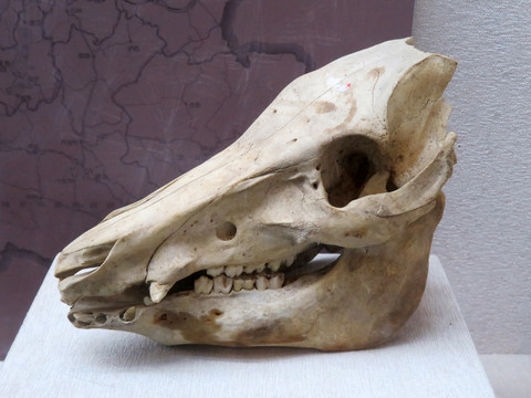 猪头骨化石
