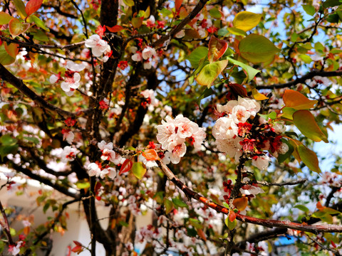 杏子树开花