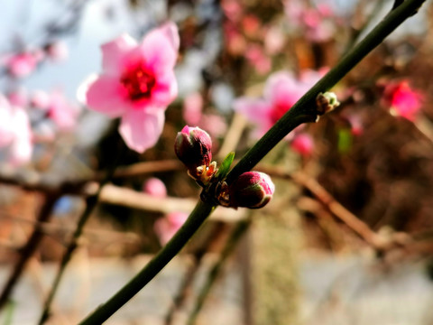 桃树开花特写