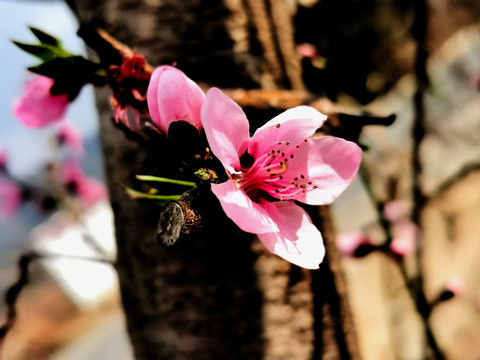 桃树开花特写