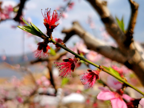 桃树开花