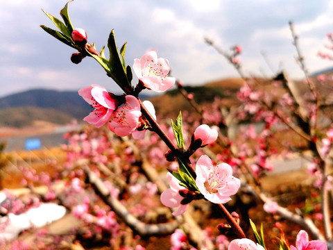 桃树开花