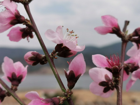 桃树开花