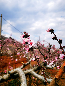 桃花