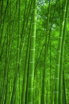 竹林