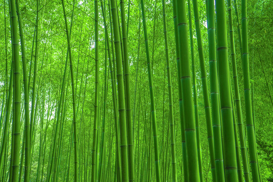 竹林