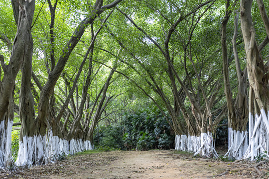 唯美树林风景画