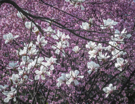 红梅花玉兰花