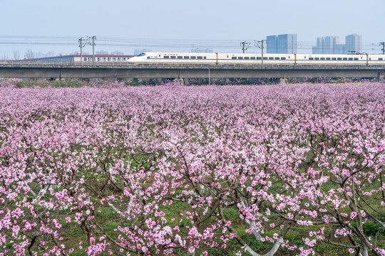 桃花高铁城市