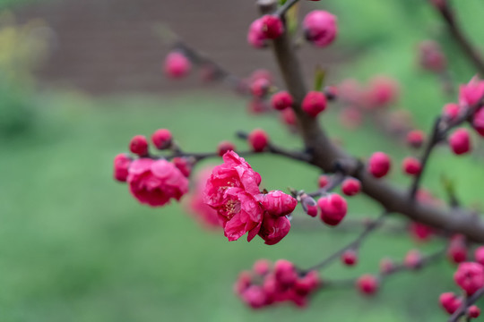 红梅花