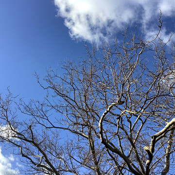 蓝天白云树枝