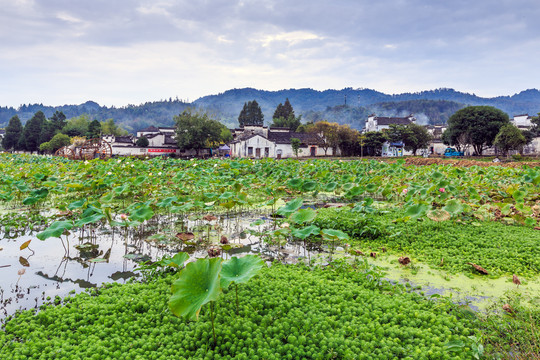 西递古村落