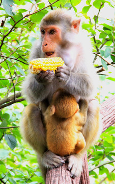 吃玉米的猴子