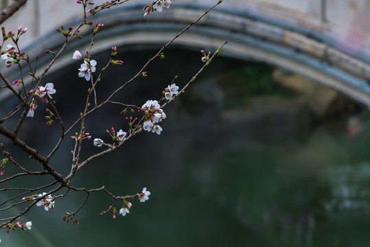 武汉东湖樱园绽放的樱花