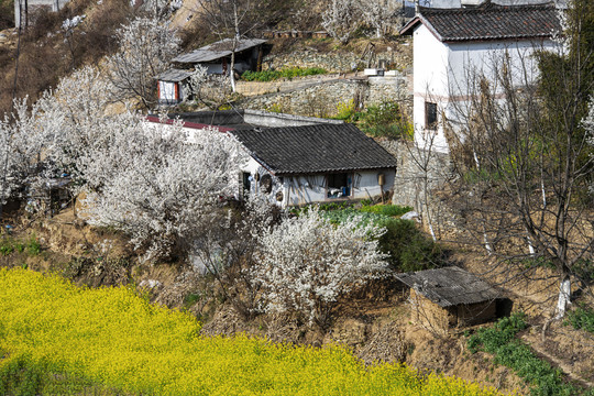 油菜花和农舍