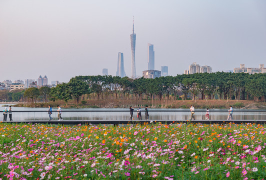 广州塔前的海珠湖格桑花海