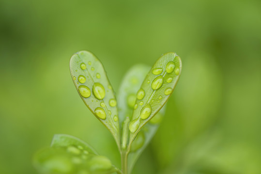 绿叶雨水水珠特写