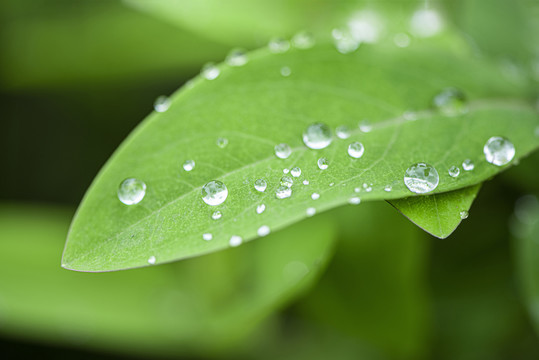 绿叶雨水水珠特写