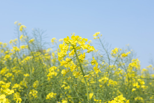 春天油菜花开