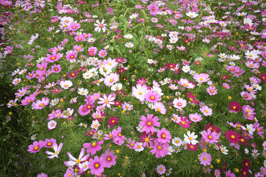 格桑花