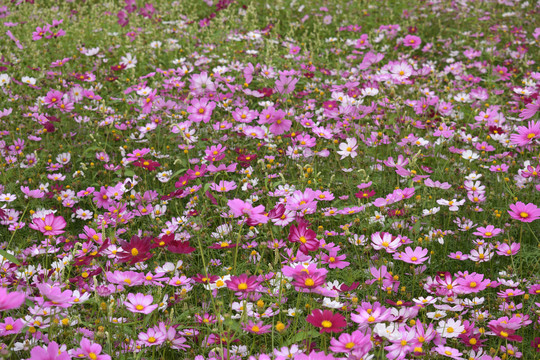 格桑花