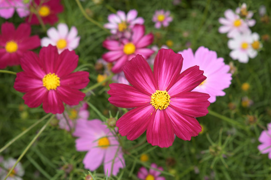 格桑花