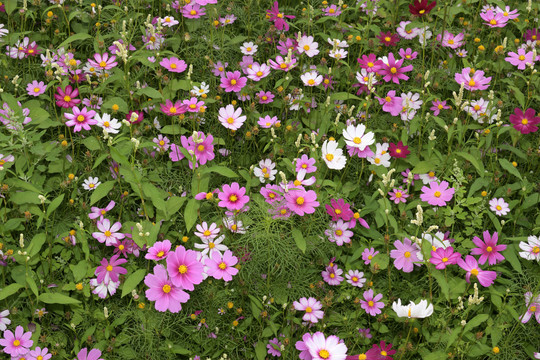 格桑花