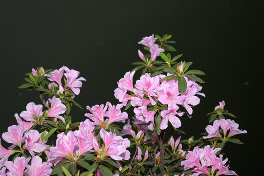 杜鹃花