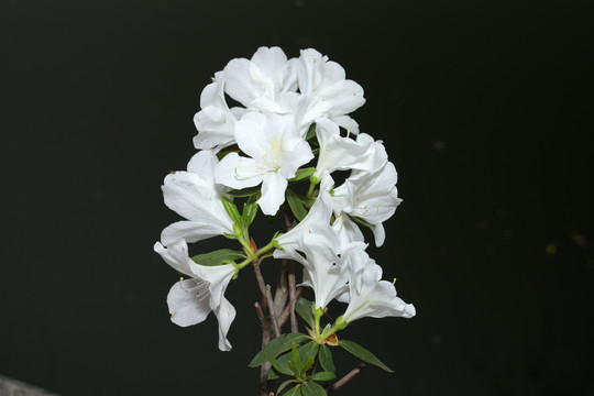 杜鹃花