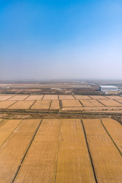 航拍中国上海秋季丰收的田野