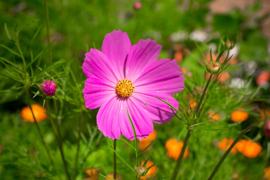 格桑花