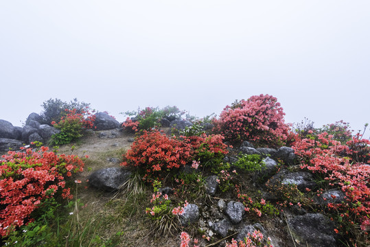 八卦脑杜鹃花