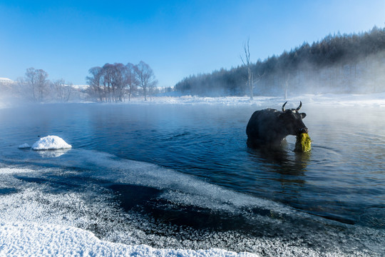 清晨冬季河流奶牛