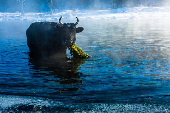 冬季河流吃水草的牛