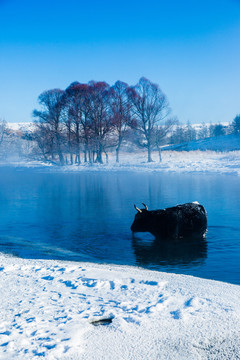 冬季河流奶牛吃草