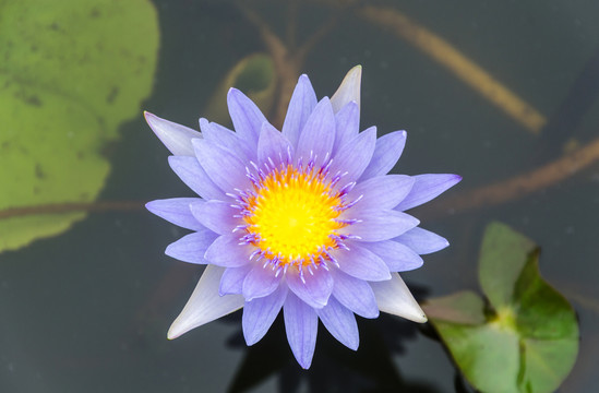 蓝睡莲