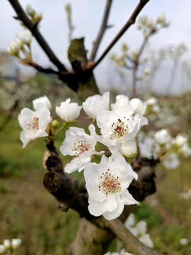 李树花