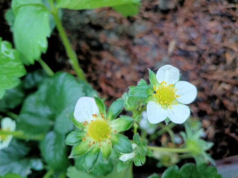 草莓花