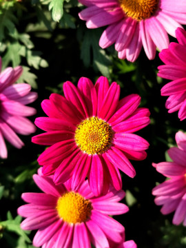 粉红色菊花花朵