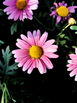 粉红色菊花花朵