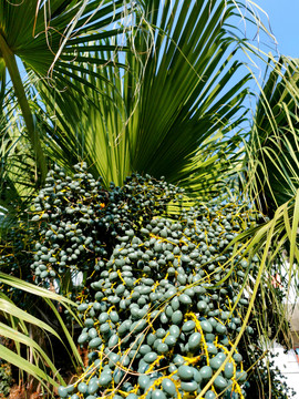 蒲葵棕榈科植物结果