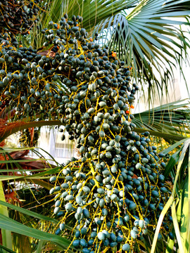 蒲葵棕榈科植物结果