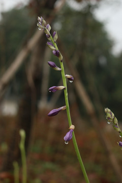 玉簪花
