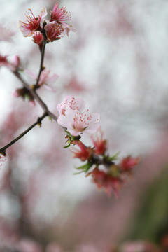 十里黄桃桃花