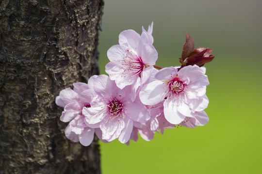 桃花