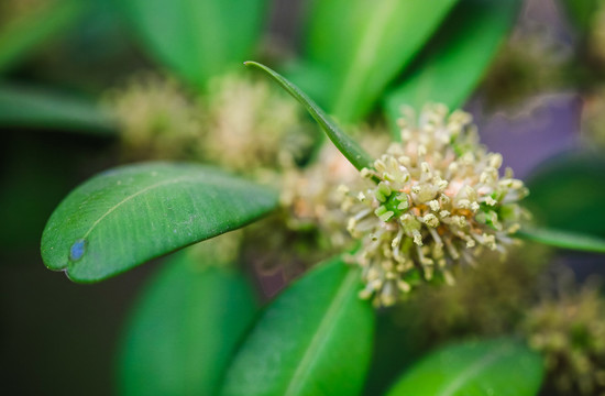 采蜂蜜的小蜜蜂