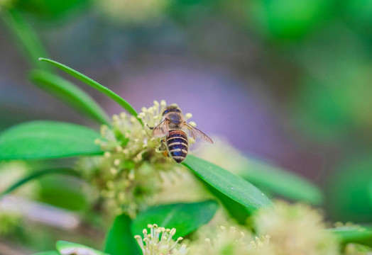 采蜂蜜的小蜜蜂