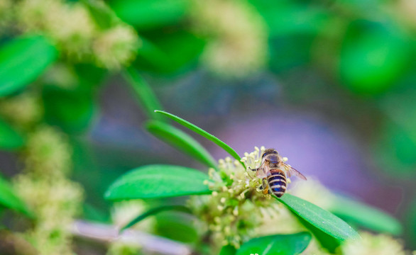 采蜂蜜的小蜜蜂